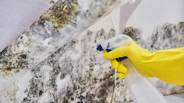 Water damage restoration mold remediation in San Marcos, TX