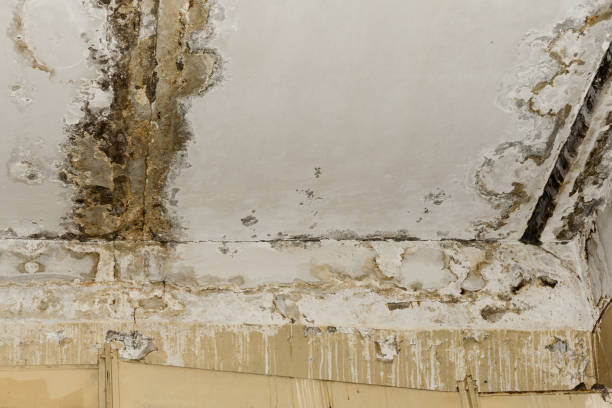 Best Carpet water damage restoration  in San Marcos, TX